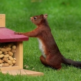 リスも行動喚起